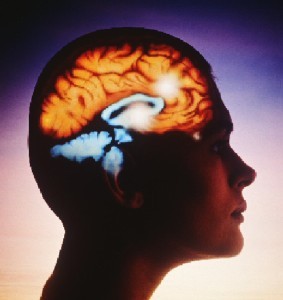 Cara Meningkatkan Fungsi dan Kinerja Otak