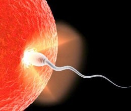 Kesuburan Dan Masalah Sperma Pada Pria